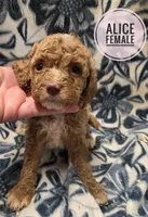 Alice , a female Cockapoo for sale in Knoxville, IA – 1 of 3