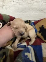 Poppy , a female Miniature Golden Retriever for sale in Knoxville, IA – 2 of 3