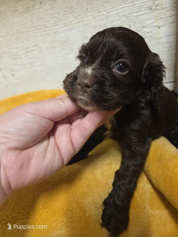 Dove – Cocker Spaniel puppy on hold in Knoxville, IA