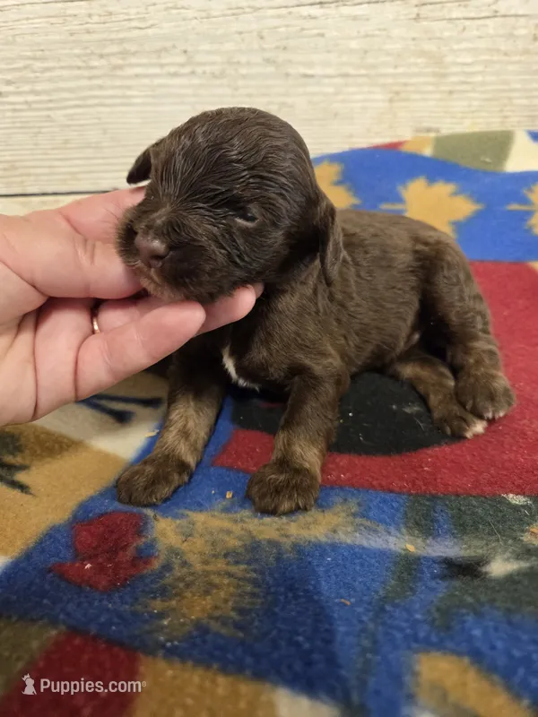 Pugsley  – Doxiepoo puppy for sale in Knoxville, IA