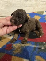 Pugsley , a male Doxiepoo for sale in Knoxville, IA – 1 of 2