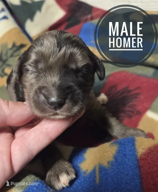 Homer – Miniature Aussiedoodle puppy for sale in Knoxville, IA