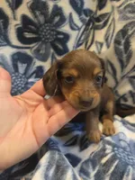 Carmello long-haired , a female Miniature Dachshund for sale in Knoxville, IA – 2 of 3