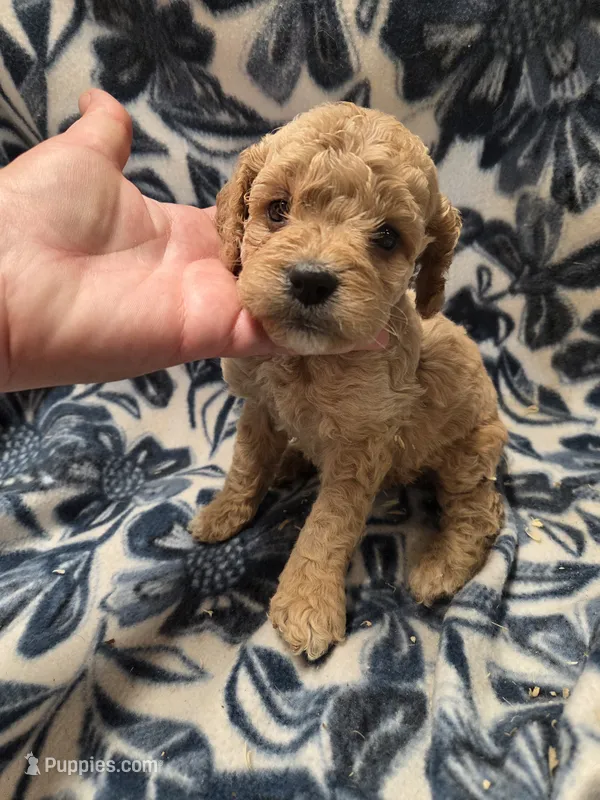 Amethyst – Cockapoo puppy for sale in Knoxville, IA