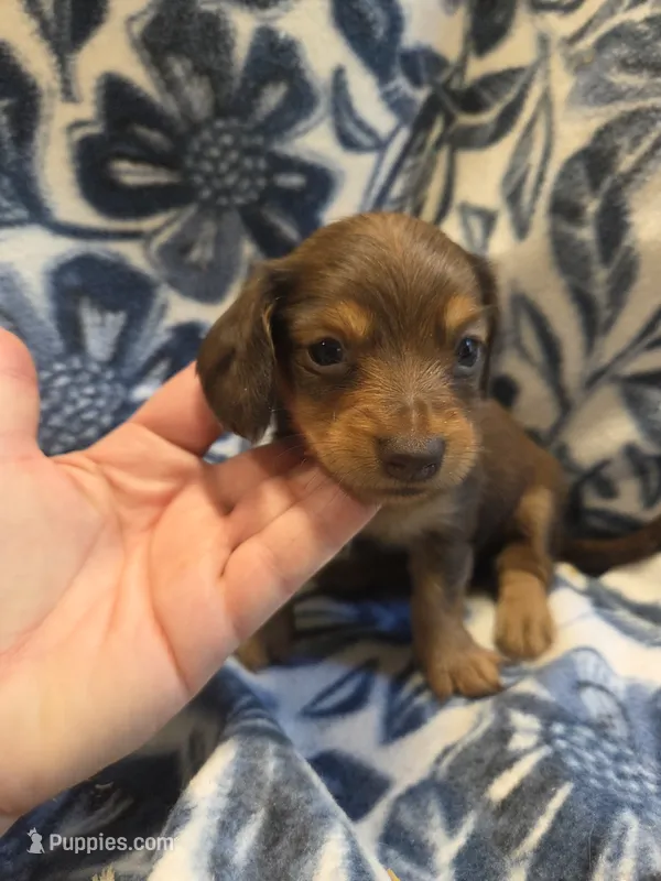 Carmello long-haired  – Miniature Dachshund puppy for sale in Knoxville, IA