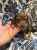 Carmello long-haired , a female Miniature Dachshund for sale in Knoxville, IA – 1 of 3