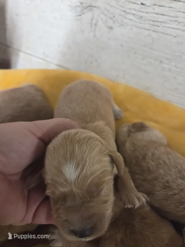 Hugo – Miniature Golden Retriever puppy for sale in Knoxville, IA