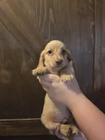 Burrito Long-haired , a male Miniature Dachshund for sale in Knoxville, IA – 2 of 2
