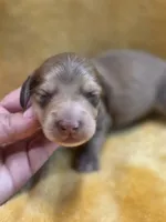 Toasty long-haired , a male Miniature Dachshund for sale in Knoxville, IA – 2 of 4