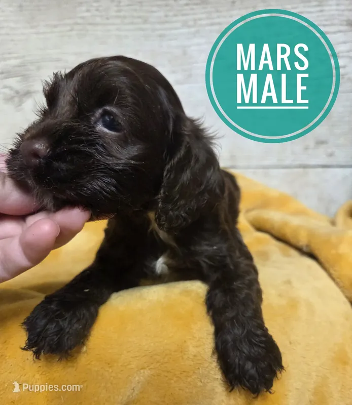 Mars – Cocker Spaniel puppy on hold in Knoxville, IA