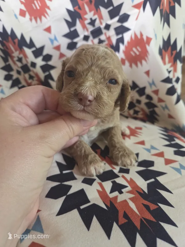 Alice  – Cockapoo puppy for sale in Knoxville, IA