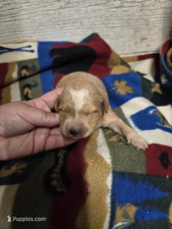 Magpie – Miniature Golden Retriever puppy for sale in Knoxville, IA