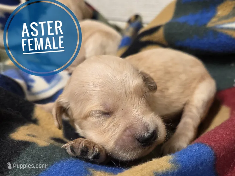 Aster – Miniature Golden Retriever puppy for sale in Knoxville, IA