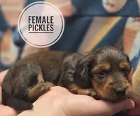 Pickles long haired , a female Miniature Dachshund for sale in Knoxville, IA – 3 of 3