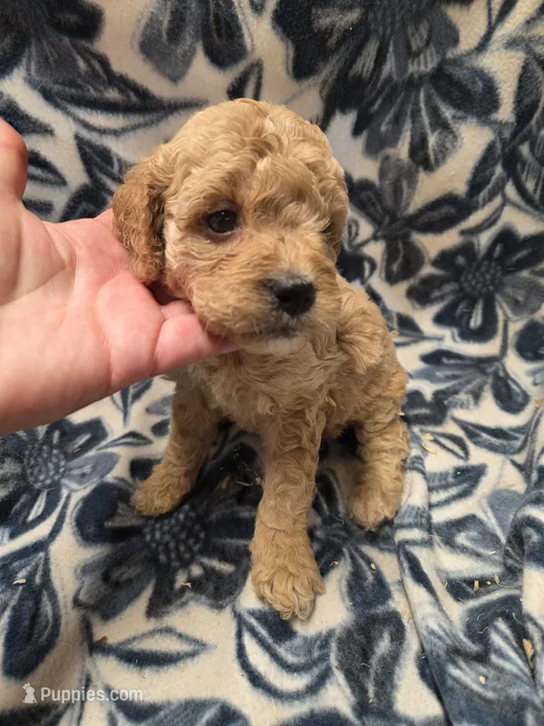 Amethyst – Cockapoo puppy for sale in Knoxville, IA