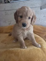 Germain , a male Miniature Golden Retriever for sale in Knoxville, IA – 2 of 4