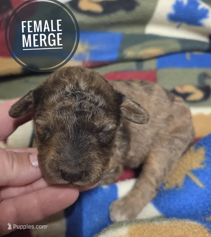 Marge – Miniature Aussiedoodle puppy for sale in Knoxville, IA