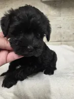 Mint, a female Miniature Schnauzer for sale in Knoxville, IA – 3 of 4