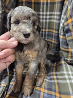 Bluey, a male Poodle - Miniature  for sale in Knoxville, IA – 3 of 4