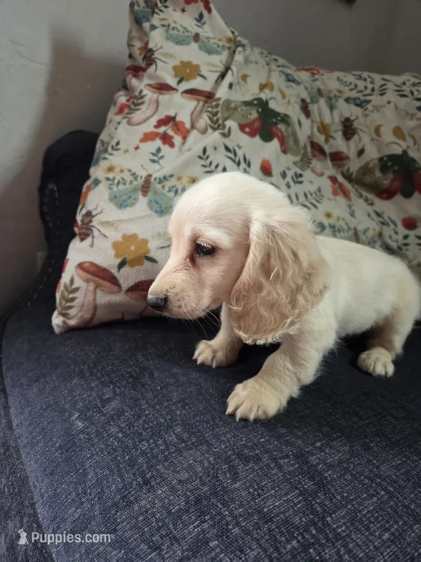 Snowy – Miniature Dachshund puppy for sale in Knoxville, IA
