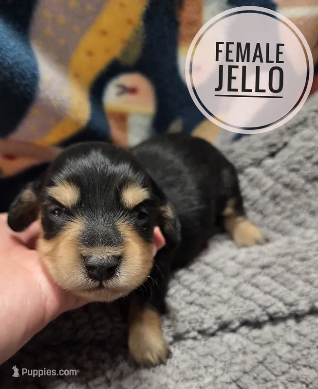 Jello long-haired  – Miniature Dachshund puppy for sale in Knoxville, IA