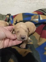 Primrose , a female Miniature Golden Retriever for sale in Knoxville, IA – 2 of 3