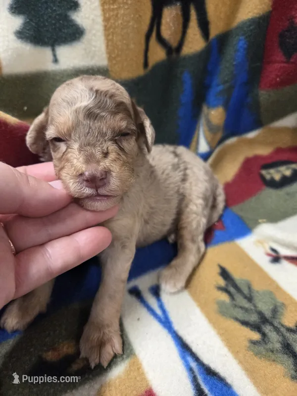 Rocket  – Poodle - Miniature  puppy for sale in Knoxville, IA
