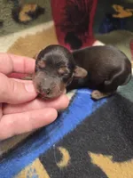 Pickles long haired , a female Miniature Dachshund for sale in Knoxville, IA – 2 of 3