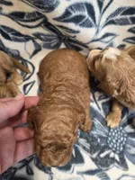 Adam , a male Cockapoo for sale in Knoxville, IA – 2 of 3