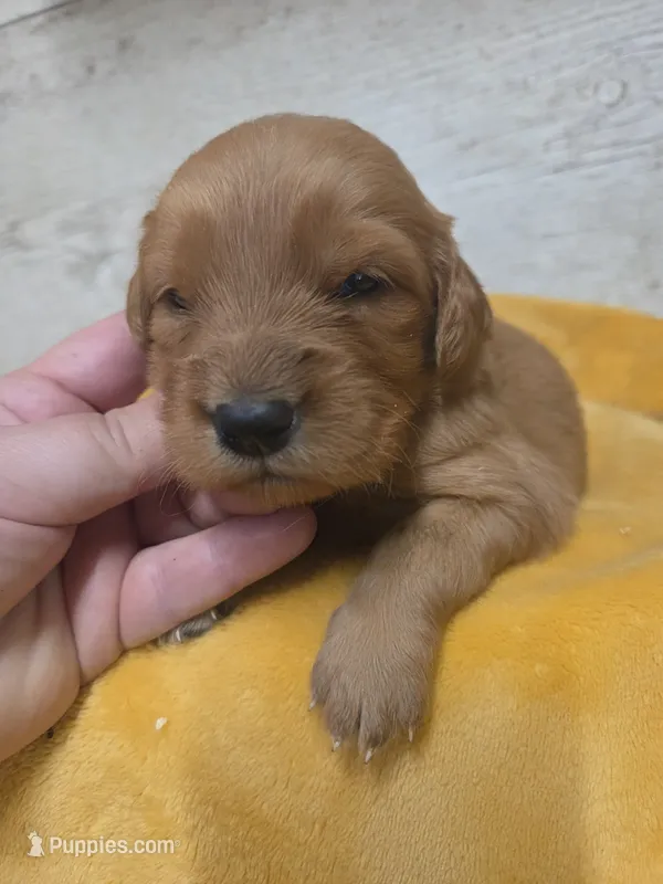 Jenny  – Miniature Golden Retriever puppy for sale in Knoxville, IA