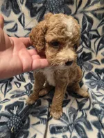 Avery , a female Cockapoo for sale in Knoxville, IA – 2 of 5