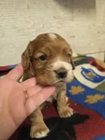 Bill, a male Cocker Spaniel for sale in Knoxville, IA – 2 of 2