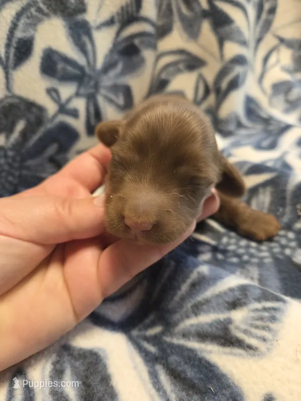 Acorn Long-haired  – Miniature Dachshund puppy for sale in Knoxville, IA