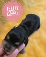 Jello long-haired , a female Miniature Dachshund for sale in Knoxville, IA – 3 of 3