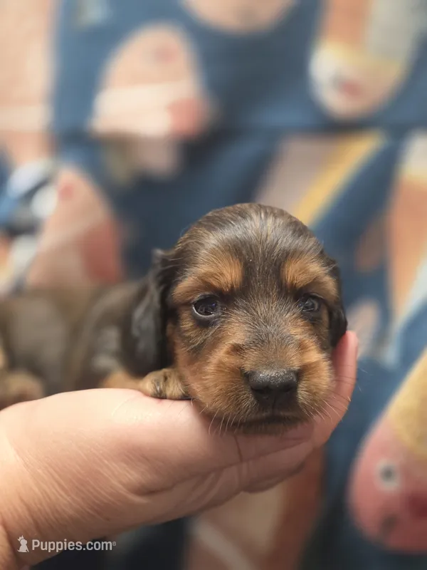 Pickles long haired  – Miniature Dachshund puppy for sale in Knoxville, IA