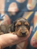 Pickles long haired , a female Miniature Dachshund for sale in Knoxville, IA – 1 of 3
