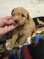 Apricot MOYEN SIZE , a female Poodle - Miniature  for sale in Knoxville, IA – 3 of 3