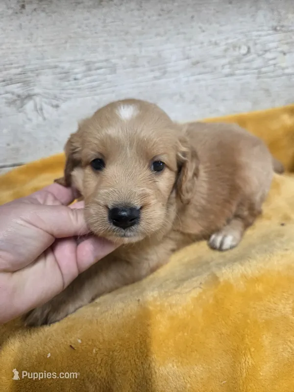 Jethro  – Miniature Golden Retriever puppy for sale in Knoxville, IA