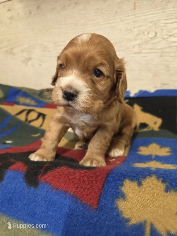 Bill – Cocker Spaniel puppy for sale in Knoxville, IA