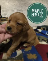 Maple , a female Miniature Golden Retriever for sale in Knoxville, IA – 2 of 2