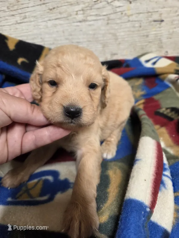 Quill – Miniature Golden Retriever puppy for sale in Knoxville, IA