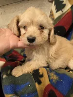 Enid, a female Doxiepoo for sale in Knoxville, IA – 4 of 4