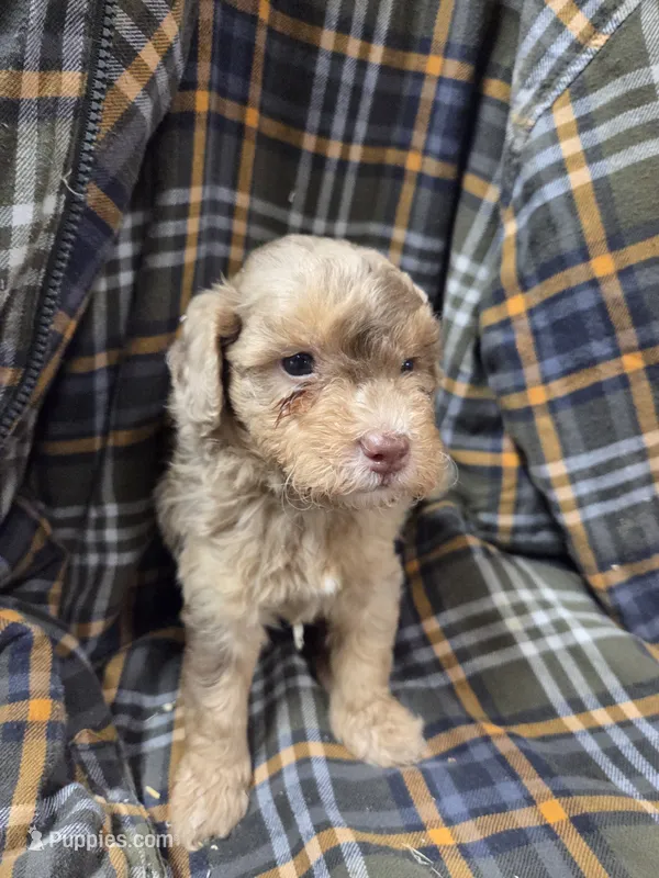 Rocket  – Poodle - Miniature  puppy for sale in Knoxville, IA