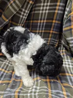 Charles tri color , a male Poodle - Miniature  for sale in Knoxville, IA – 5 of 5