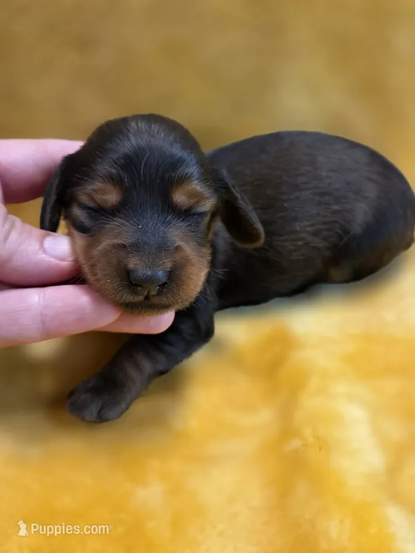 Pickles long haired  – Miniature Dachshund puppy for sale in Knoxville, IA