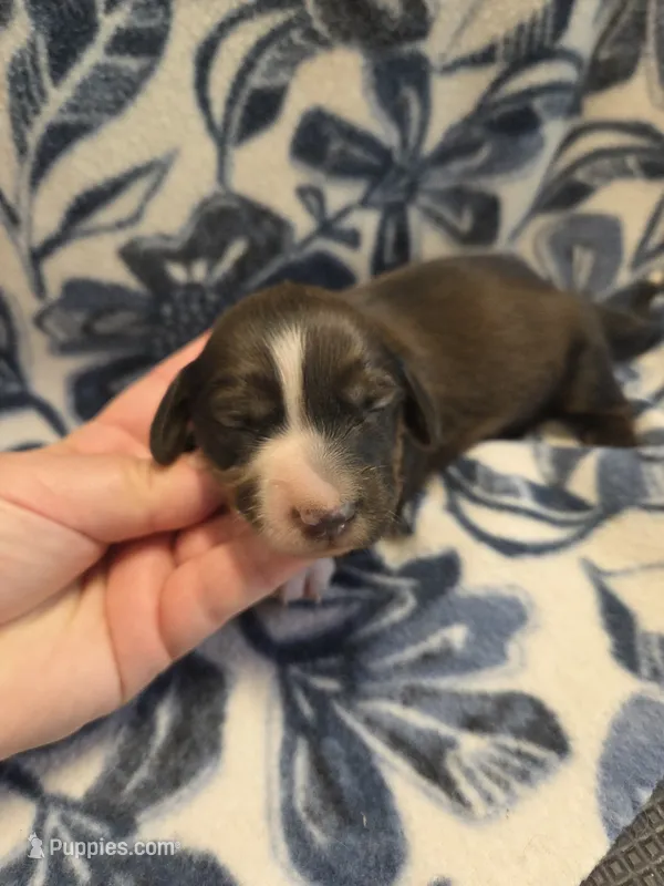 Elwood long-haired  – Miniature Dachshund puppy for sale in Knoxville, IA