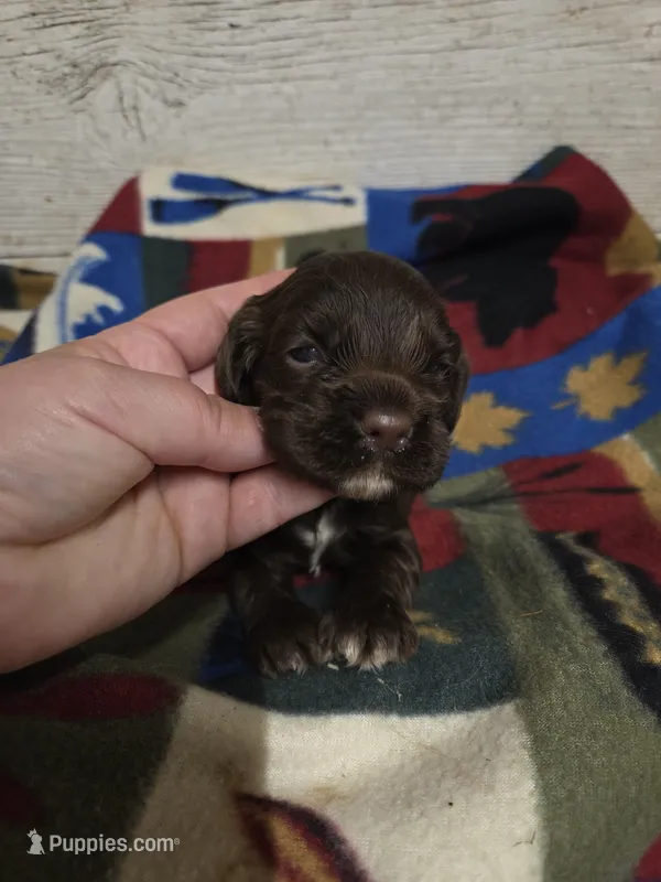 Mars – Cocker Spaniel puppy for sale in Knoxville, IA