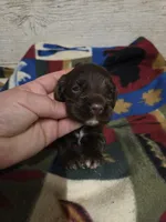 Mars, a male Cocker Spaniel for sale in Knoxville, IA – 1 of 2