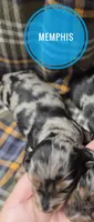 Memphis long-haired , a male Miniature Dachshund for sale in Knoxville, IA – 2 of 2