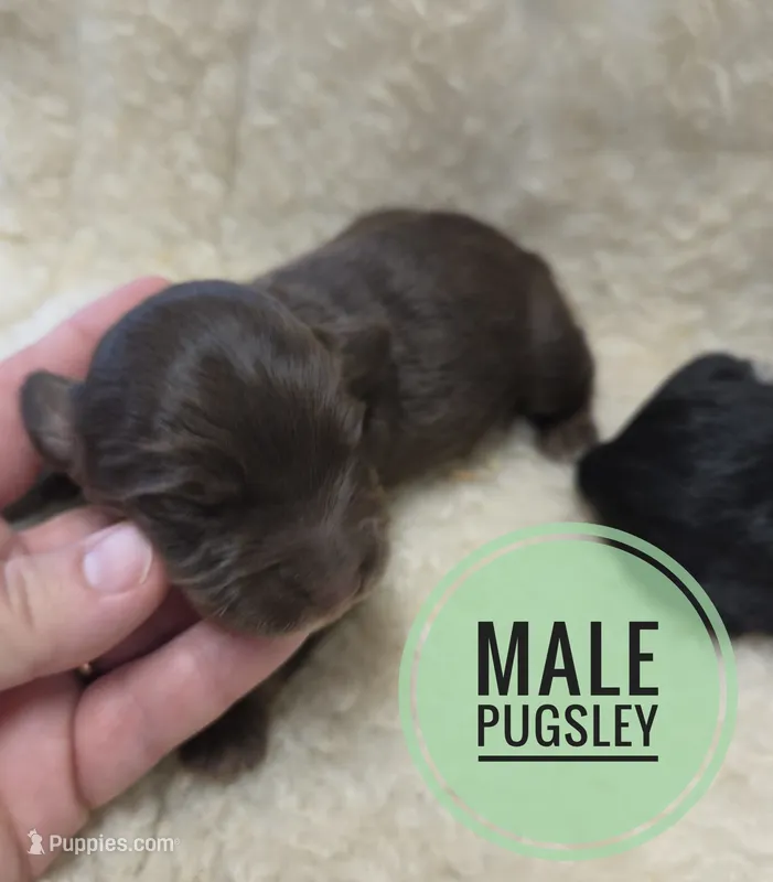 Pugsley  – Doxiepoo puppy for sale in Knoxville, IA
